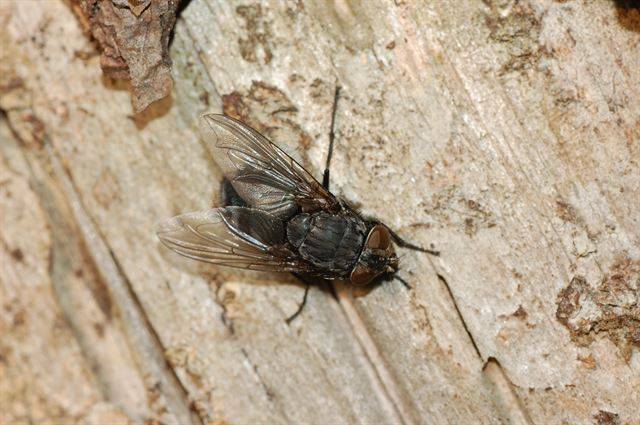 검정파리. 고기나 동물의 시체, 살아 있는 동물의 상처에 알을 낳는다. 검정파리는 며칠 사이에 수천 마리의 새끼를 낳을 수 있을 정도로 번식력이 매우 강하다. 국립생물자원관 제공