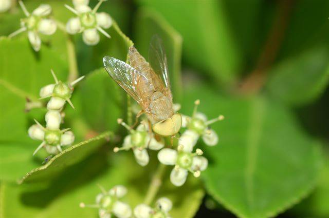 파리목 등에과의 곤충인 등에 가운데 왕소등에, 북방등에 등은 동물의 몸에 달라붙어 피를 빠는 섭식형태를 보인다.  국립생물자원관 제공