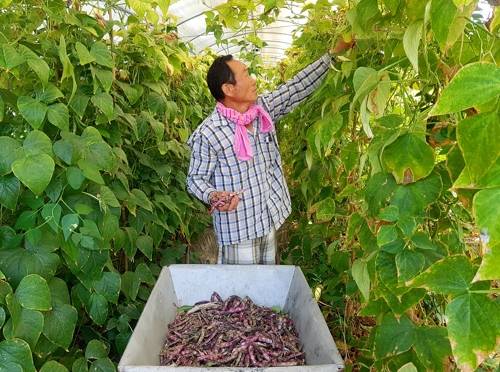 당진 시설하우스서 덩굴강낭콩 수확 한창 (당진=연합뉴스) 충남 당진시 송산면 동곡리 조봉현(65) 씨가 자신의 시설하우스에서 당굴강낭콩을 수확하고 있다. 2019.7.9 [당진시 제공. 재판매 및 DB 금지]