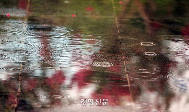 고인 물에 비친 꽃나무와 그 위로 떨어지는 빗방울. /강윤중 기자