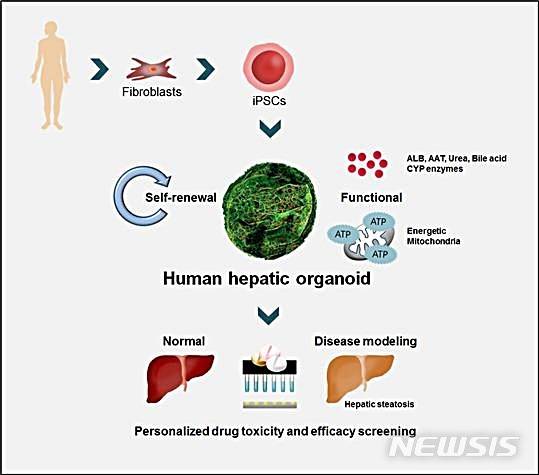 【대전=뉴시스】 김양수 기자 = 간 오가노이드 제작 및 활용 모식도. 생명연구원에 따르면 인간 피부세포(fibroblasts)를 전분화능 줄기세포(iPSCs)로 리프로그래밍 시킨 뒤 3차원 오가노이드 형태의 간 장기모사체(human hepatic organoid)로 제작하면 증식(self-renewal) 가능하고 개인맞춤 독성 및 약효 평가(personalized drug toxicity and efficacy screening)에 활용할 수 있다.2019.07.23(사진=한국생명공학연구원 제공) photo@newsis.com