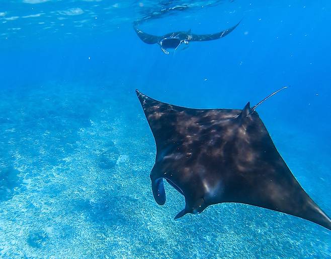스노클링을 하다가 만난 만타 가오리. 큰 녀석은 좌우 지느러미 길이가 5m가 넘는다. 최승표 기자