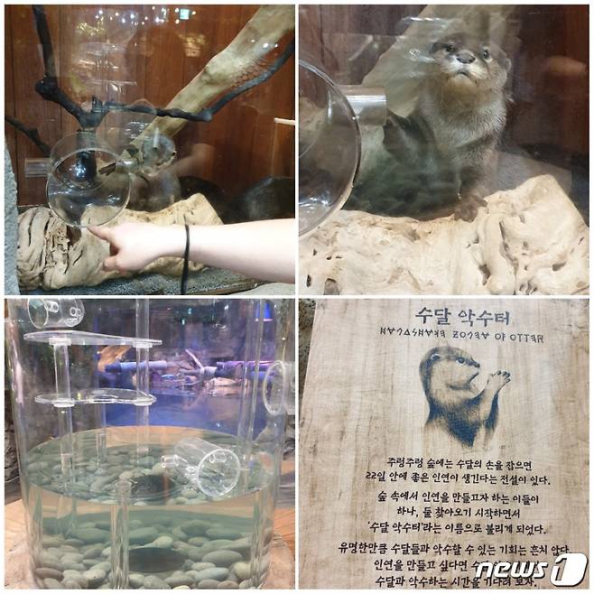 수달은 사람들을 보자 먹이통에 손을 넣은 채 안절부절 못했다. © 뉴스1 김연수 기자