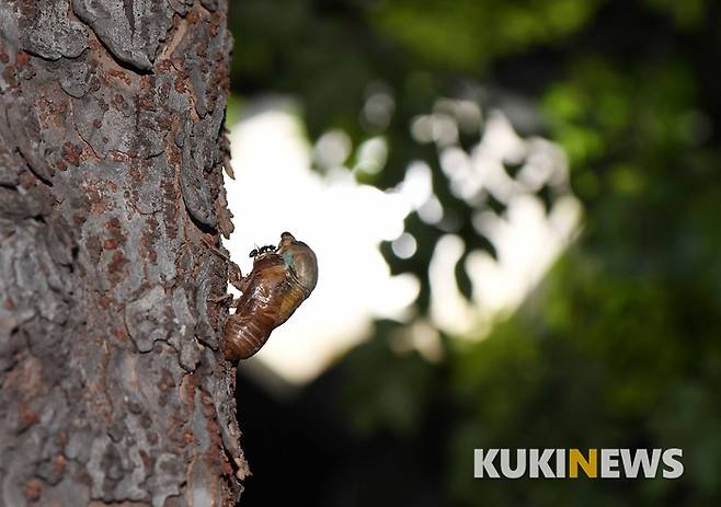 말매미가 탈피 직전 굽은 새우 등 모양을 하고 있다. 매미는 종에 따라 다르긴 하지만 보통 6~9월 사이에 볼 수 있다. 참매미, 말매미, 유지매미, 쓰름매미는 6~8월에 볼 수 있고, 봄매미는 4~5월, 늦털매미는 9~10월에 볼 수 있다.