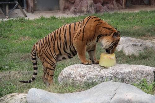 얼음과자 먹는 호랑이 [광주시 제공.재판매 및 DB 금지]