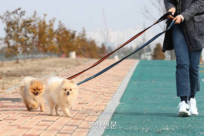 반려견. 농촌진흥청 제공