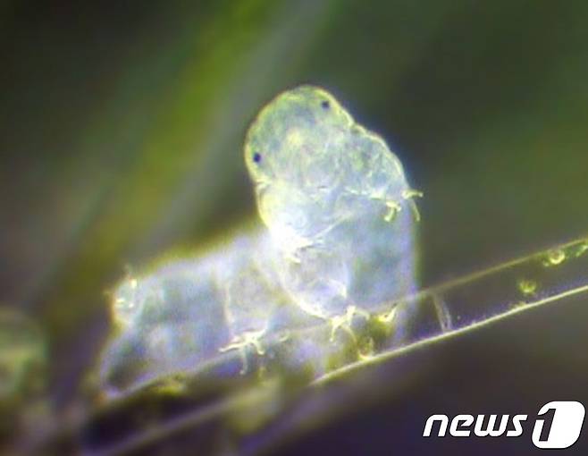 곰벌레 © AFP=뉴스1