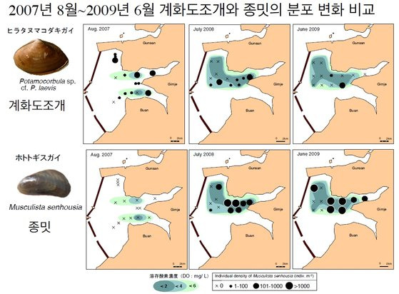 사토 신이치 교수의 조사 결과. 2007년과 2009년을 비교하면 새만금 만경강 쪽 갯벌에서 계화도 조개가 줄어들었음을 알 수 있다. 대신 종밋은 숫자가 크게 늘어났다. [자료 사토 신이치]