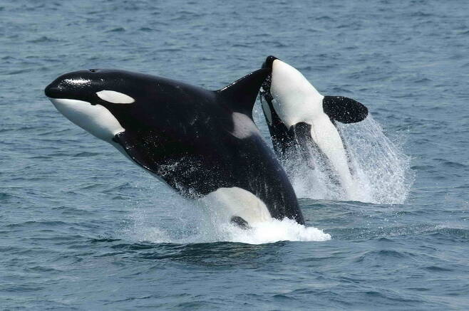 두뇌가 크고 고도의 사회생활을 하는 고래는 강력한 모계사회를 이룬다. 최고의 사회성 고래인 범고래 어미와 새끼가 뛰어오르고 있다. 로버트 피트먼, 미 해양대기국(NOAA), 위키미디어 코먼스 제공.