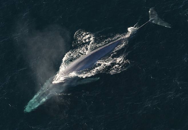 지구 역사상 가장 큰 동물인 대왕고래는 새끼의 빠른 성장을 위해 새끼에게 지방이 풍부한 모유를 하루 220㎏ 먹인다. 미 해양대기국(NOAA), 위키미디어 코먼스 제공.