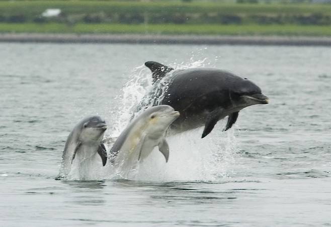 새끼와 헤엄치는 큰돌고래. 아들보다 딸을 ‘편애’한다는 사실이 밝혀졌다. 위키미디어 코먼스 제공.