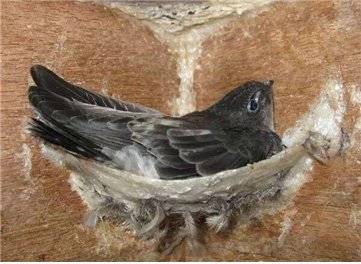 바다제비집(금사연둥지). 지푸라기나 풀로 집을 짓는 일반 제비집과는 달리 바다제비집은 식용이 가능한 해초를 물어다가 타액과 분비물을 섞어 1개월 이상 절벽에 지어놓은 것이다. [사진 전지영]