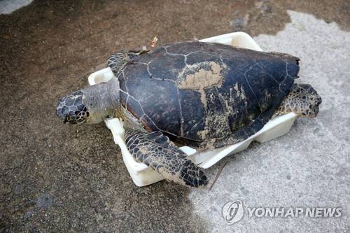 멸종위기종 푸른바다거북 사체 (포항=연합뉴스) 손대성 기자 = 20일 경북 포항시 북구 흥해읍 용한리 앞바다에서 죽은 채 발견된 국제적 멸종위기종 푸른바다거북이 포항해양경찰서 영일만파출소에 놓여 있다. 포항해경은 국립해양생물자원관에 넘겨 처리했다. 2019.8.20 sds123@yna.co.kr