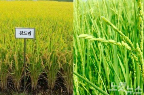 국내 쌀 고품질 품종으로 평가받는 '참드림'(사진 왼쪽)과 일본종인 고시히카리.(사진=자료사진)
