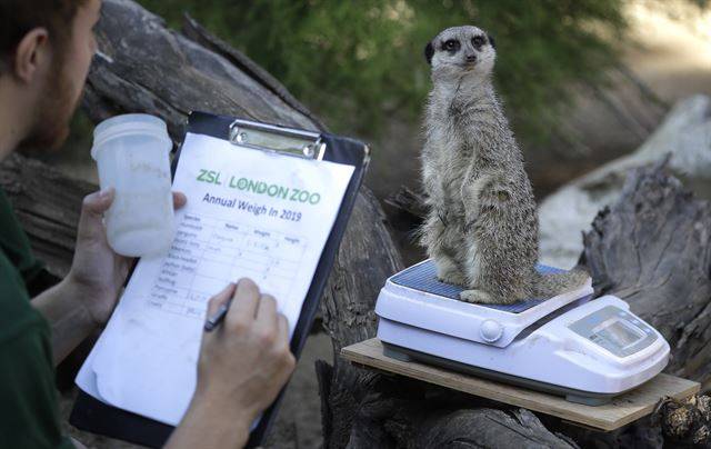 영국 런던의 동물원에서 22일(현지시간) '연례 체중 조사' 중 미어캣 한마리가 저울위에 올라가 있다. 종 이상 다양한 종의 보금자리인 런던동물원 관리자들은 동물들의 전반적인 건강 상태를 관찰하는 주요 방법으로 모든 개체의 키와 몸무게를 정기적으로 기록한다 AP 연합뉴스