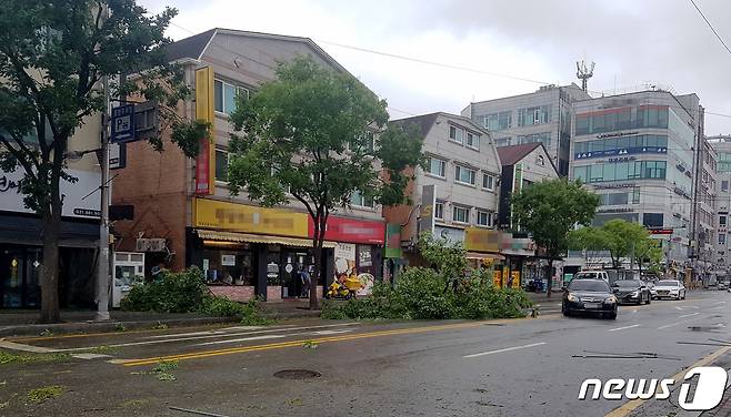 제13호 태풍 '링링'이 수도권에 북상한 가운데 7일 오후 경기도 김포시 사우동의 한 도로에서 가로수가 강풍에 쓰러졌다.(독자제공)2019.9.7/뉴스1 © News1 정진욱 기자