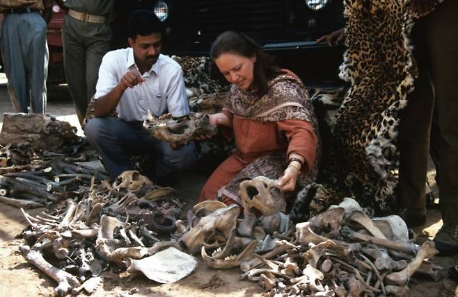 인도에서 호랑이, 표범의 가죽과 뼈를 판매하고 있는 현장. 호랑이 밀렵은 지금도 계속되고 있다. The Wildlife Protection Society of India