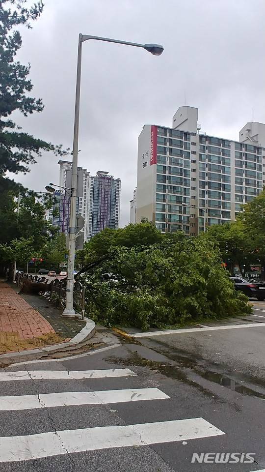 경기 고양시의 한 도로에 가로수가 쓰러진 모습.(사진=SNS 캡쳐)