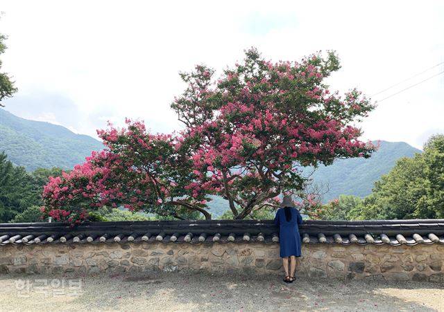 일락사 낮은 담장 너머로 배롱나무가 붉게 꽃을 피웠다.