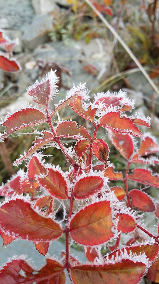 추위가 일찍 찾아온 러시아 사하공화국. 9월 중순인데도 서리가 하얗게 내렸다. 강찬수 기자