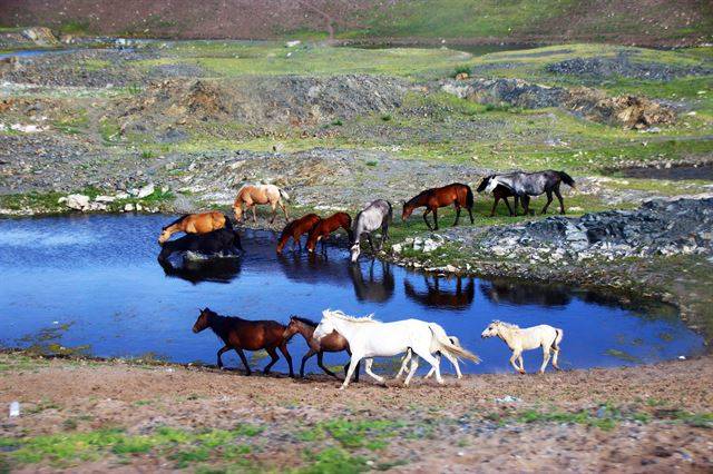 네이멍구 궁거얼 초원에서 야생말들이 물을 마시고 있다.