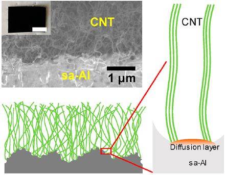 미국 MIT 연구자들은 최근 세상에서 가장 검은 물질을 만들었다. 단면의 전자현미경 사진(위)과 도식적 표현(아래)으로 거친 알루미늄 표면에 탄소나노튜브가 자라면서 서로 엉켜있는 모습이다. 이 물질이 밴타블랙보다 더 검은 이유는 아직 설명하지 못하고 있다.  ‘ACS 응용 재료 및 계면’ 제공