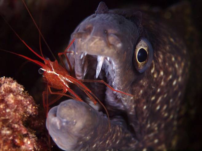 곰치의 벌린 입속에서 기생충과 죽은 피부조직을 먹는 청소 새우. 서로에게 도움이 되는 상리공생이지만, 새우에게는 치명적 위험을 피할 전략이 필요하다. 게티이미지뱅크