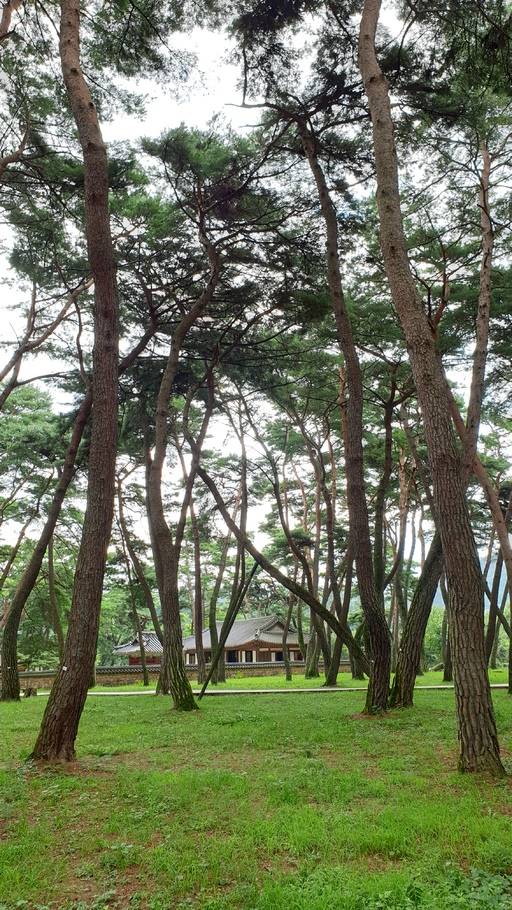 청령포 본채와 소나무숲