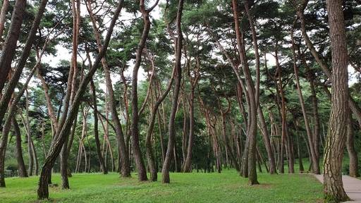 청령포 소나무숲