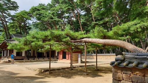 청령포 충절의 소나무