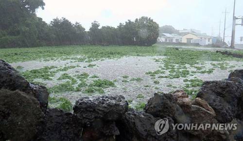 밭에 가득 고인 빗물 [연합뉴스 자료 사진]
