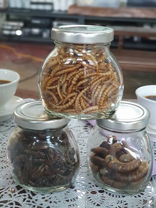 위부터 시계방향으로 건조한 밀웜·흰점박이꽃무지 유충, 쌍별귀뚜라미.