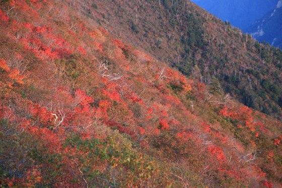 "오메 단풍들었네" 25일 설악산 중청봉 일대가 붉은 단풍으로 가득하다. [연합뉴스]