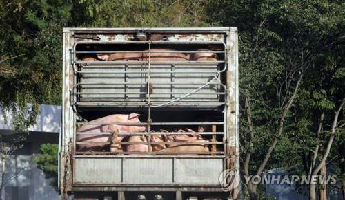 충남 홍성 도축장 향하는 돼지 운반차량 [연합뉴스 자료사진]