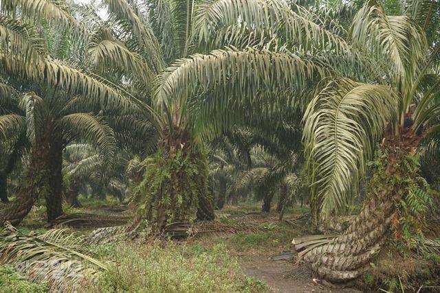 수마트라섬 잠비주 한 대형 팜오일 농장의 이탄지에서 자라고 있는 팜오일 나무. 땅이 습해 나무들이 구부러져 있다.