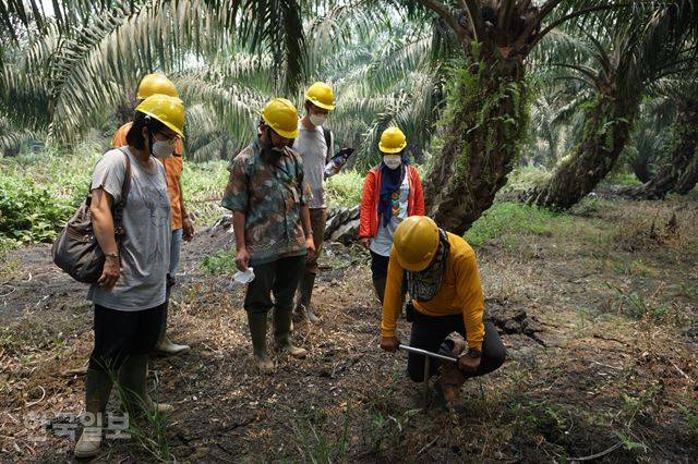 수마트라섬 잠비주 한 대형 팜오일 농장에서 안이 빈 철제 막대를 땅에 꽂아 이탄지 깊이를 재고 있다.