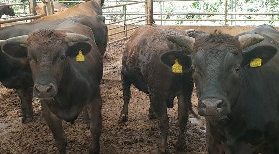 서귀포시축협 생축사업장에서 길러지는 제주흑우들. 이수기 기자