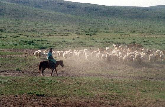카라코룸의 푸른 대평원에서 양떼를 몰고 있는 몽골 유목민. [중앙포토]
