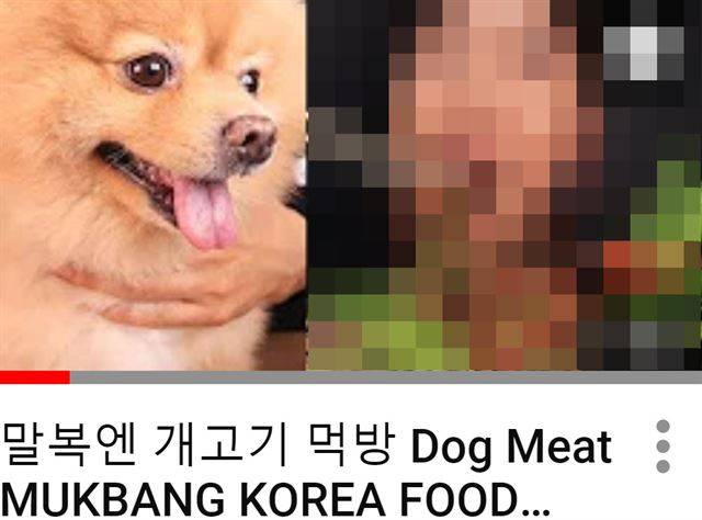 한 먹방 유튜버가 지난달 초 살아있는 포메라니안종 강아지를 개고기 먹방 전에 보여주는 등 자극적 행위로 시청자들에게 비판 받았다. 유튜브 캡처