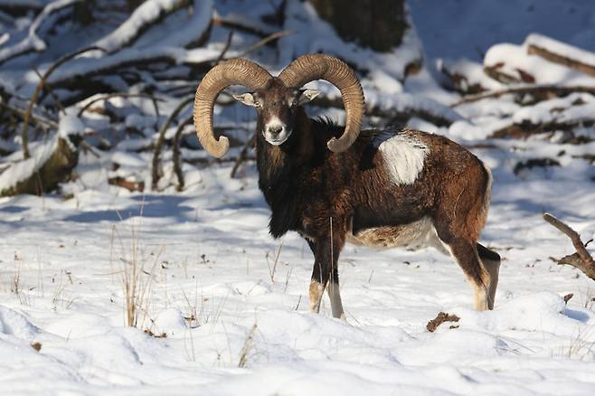 유럽 야생 양. 게티이미지뱅크