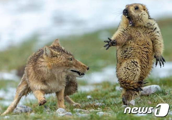 중국 사진가인 융칭바오가 찍은 올해의 야생동물 사진가상을 수상한 사진 &lt;출처=CNN 갈무리&gt; © 뉴스1