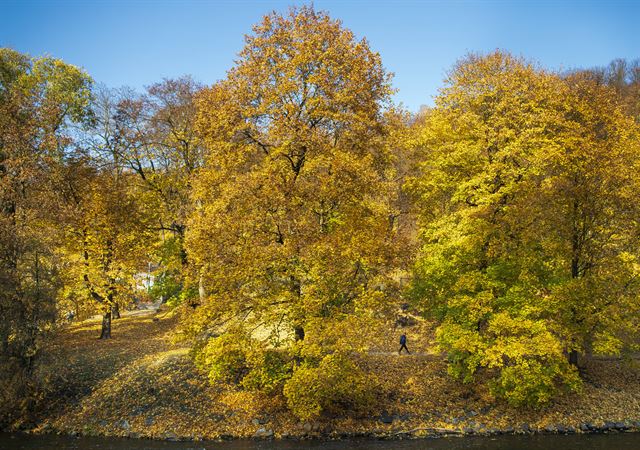 리투아니아의 수도 빌뉴스에서 화창한 가을 날씨를 보인 16일(현지시간) 시민들이  단풍으로 곱게 물든 공원을 산책하고 있다. AP 연합뉴스