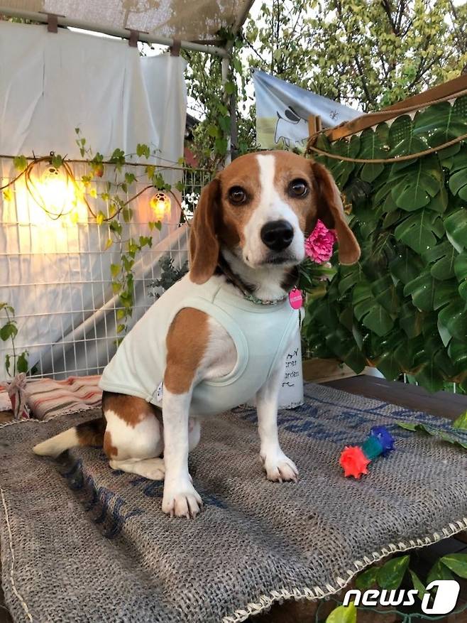 사람을 좋아하고, 친구들과도 잘 노는 '봄이' . 사진 비글구조네트워크 제공 © 뉴스1