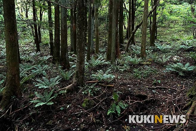 자연림 숲을 보며 걷다가 가끔 만나는 삼나무 인공조림지 속에는 고사리류 식물인 관중이 유일하다.