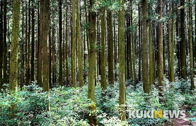 삼나무숲이 이어지기 시작하면 곧 서늘한 숲속으로 인도하는 오솔길이 나타난다. 넓고 편안한 길을 걷다가 이 좁은 길을 따라 숲으로 들어가면 서늘한 기운이 온몸을 감싼다.