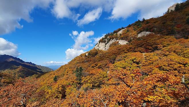 설악산 국립공원 한계령 구간 단풍.[연합뉴스]