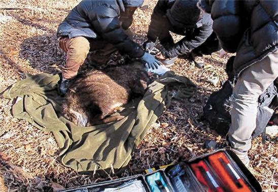 설악산 장수대 인근에서 국립공원공단 관계자들이 산양을 구조하고 있다. [사진 국립공원공단]