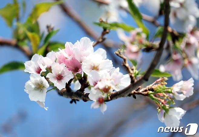 22일 오전 제주 서귀포시 남원읍 위미리의 한 도로 근처 벚나무에 봄꽃인 벚꽃이 활짝 펴 시선을 끌고 있다. 2019.10.22 /뉴스1 © News1 오현지 기자