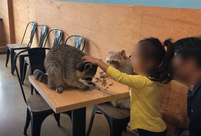 개 사료를 라쿤에게 먹이로 주고 있다. 먹이주기 체험에 제한이 없을 경우 비만, 영양 불균형 등 건강에 이상이 발생할 수 있으며 먹이에 흥분한 동물이 사람을 물 수 있다. 동물복지문제연구소 어웨어 제공