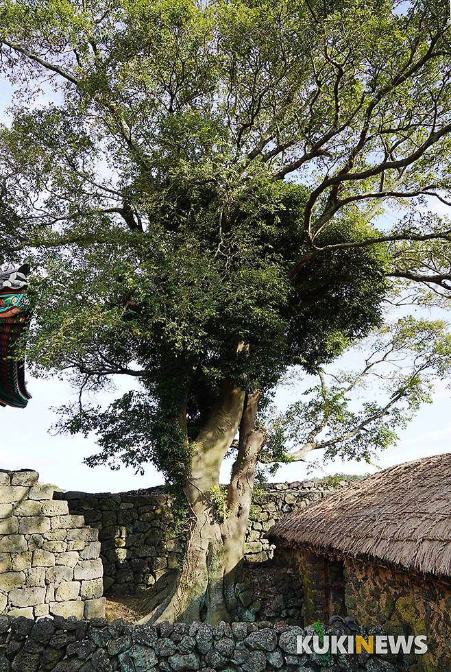 한봉일 고택의 이문간 옆에는 범상치 않은 나무가 한 그루 서 있다. 팽나무와 후박나무로 생각되는 두 종류의 나무가 한 몸이 되어 자라고 있다.